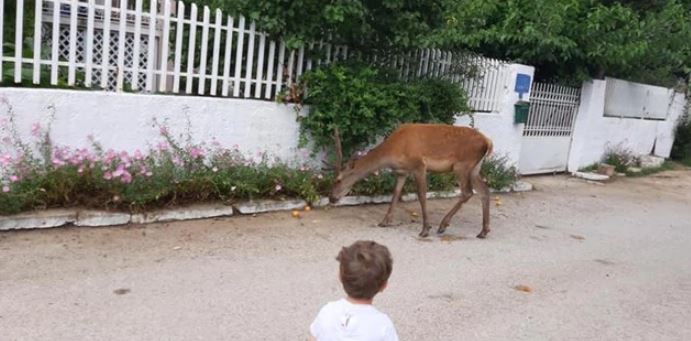 Τέρατα σκότωσαν το ελαφάκι που ζούσε κοντά σε σπίτια στους πρόποδες της Πάρνηθας