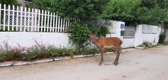 Τέρατα σκότωσαν το ελαφάκι που ζούσε κοντά σε σπίτια στους πρόποδες της Πάρνηθας